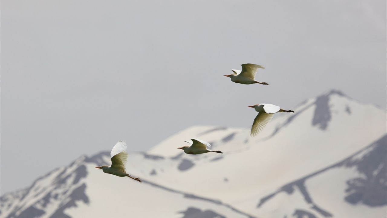 Havzada Sığır balıkçılı (Bubulcus ibis) da gözlenebiliyor.