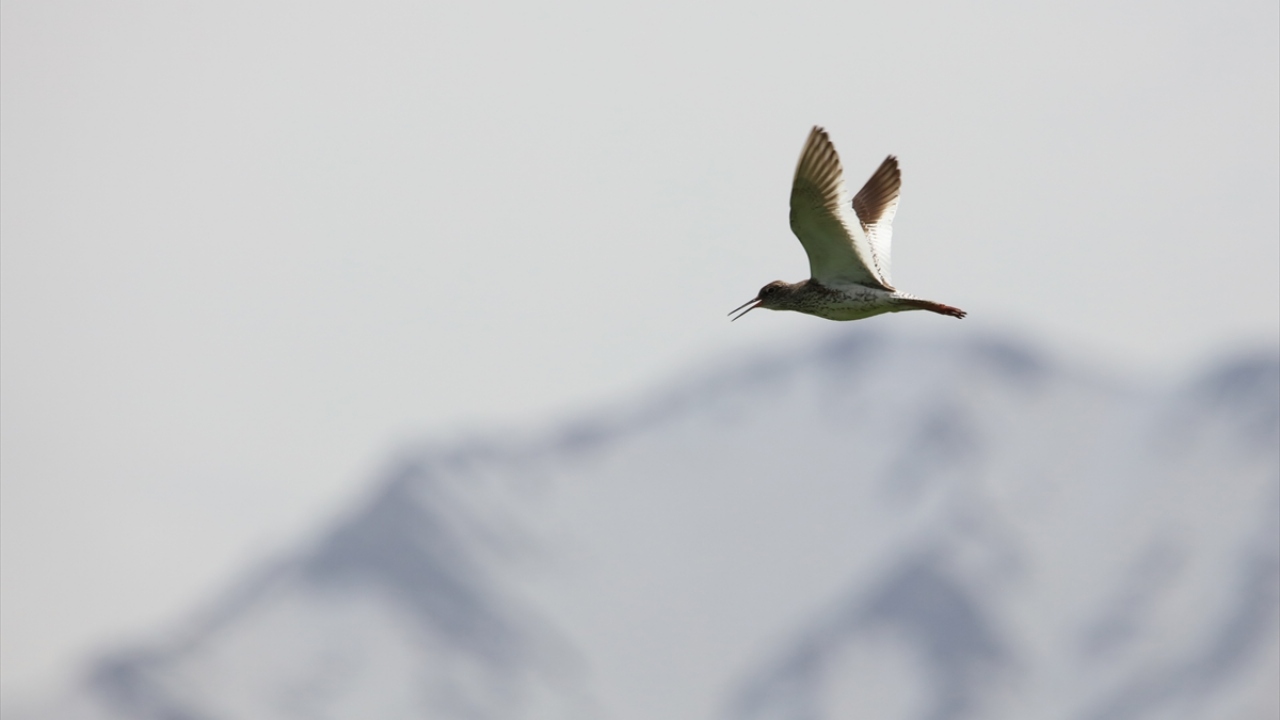 Benekli düdükçün (Actitis macularia) de gözlenebiliyor.