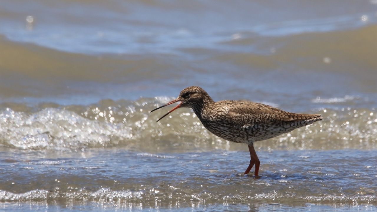 Benekli düdükçün (Actitis macularia) de gözlenebiliyor.