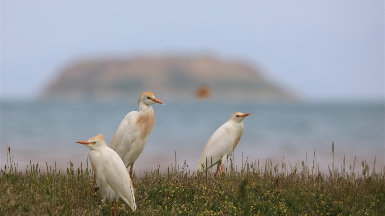 Havzada Sığır balıkçılı (Bubulcus ibis) da gözlenebiliyor.