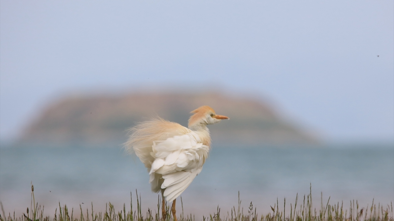 Havzada Sığır balıkçılı (Bubulcus ibis) da gözlenebiliyor.