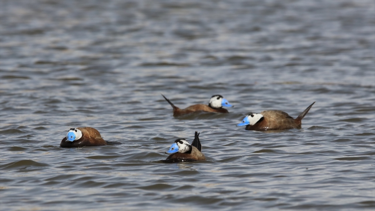 Havzada Dikkuyruk (Oxyura leucocephala) da gözlenebiliyor.