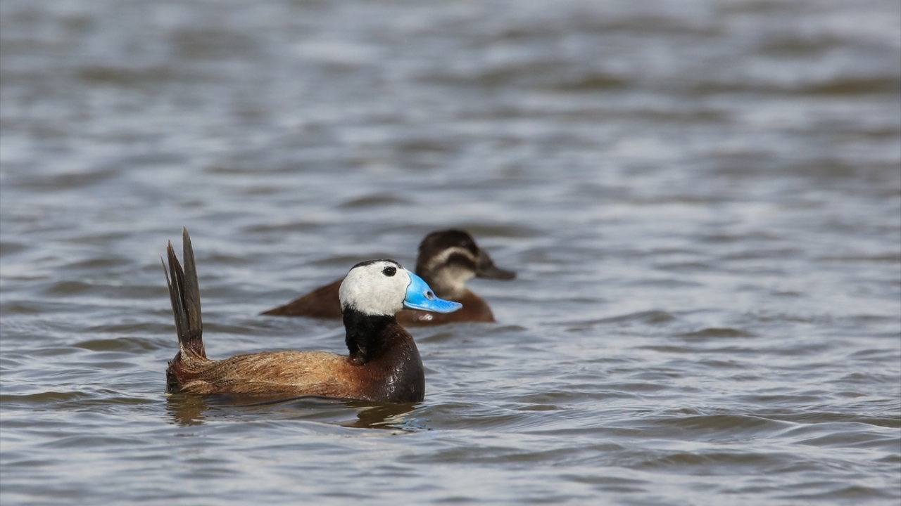 Havzada Dikkuyruk (Oxyura leucocephala) da gözlenebiliyor.