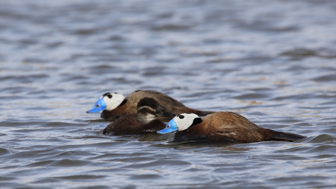 Havzada Dikkuyruk (Oxyura leucocephala) da gözlenebiliyor.
