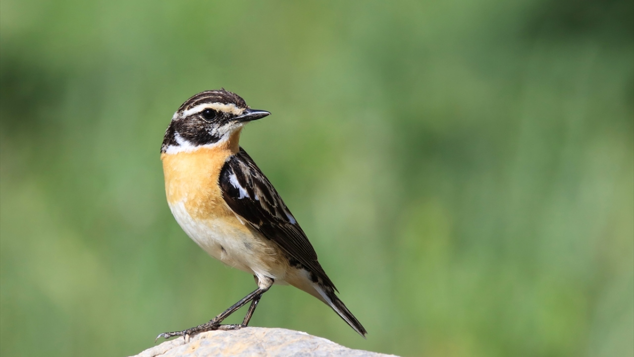 Havzada Çayır taşkuşu (Saxicola rubetra) da gözlenebiliyor.