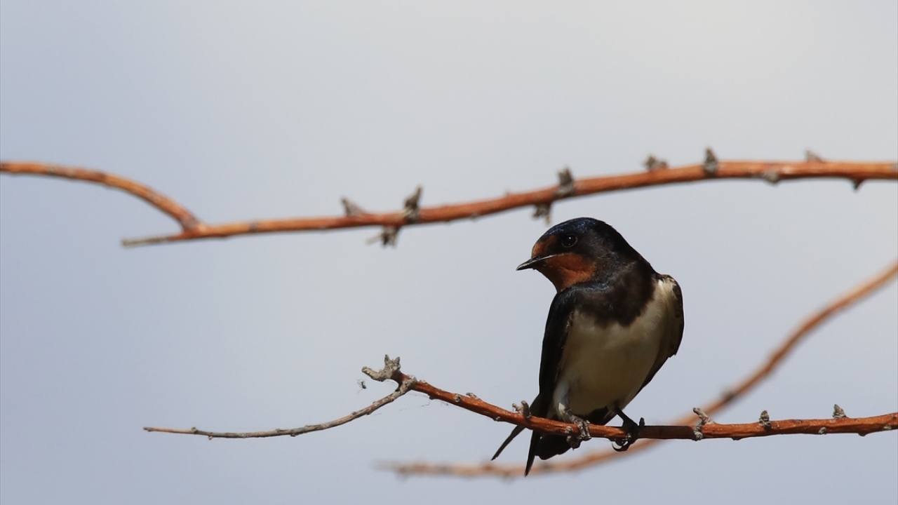 Havzada Kırlangıç, (Hirundinidae) da gözlenebiliyor.