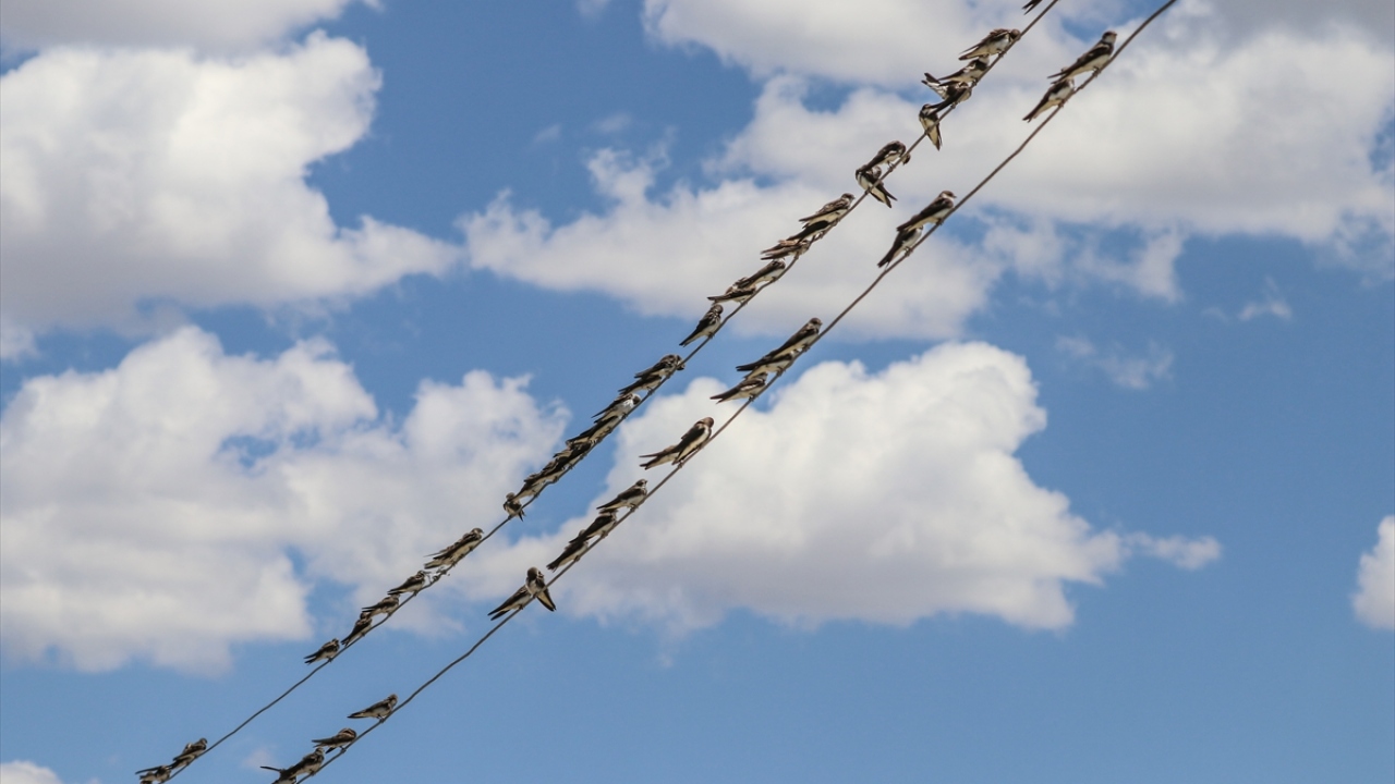 Havzada Kırlangıçlar, (Hirundinidae) da gözlenebiliyor.