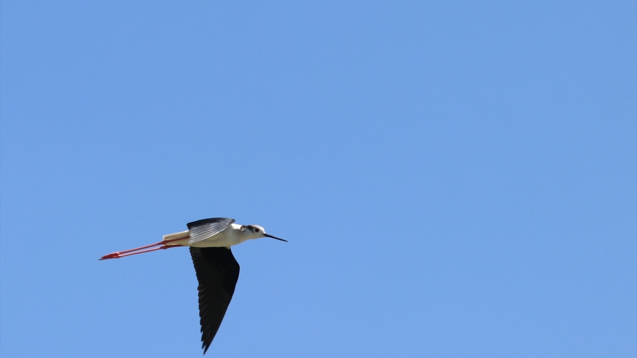 Havzada Uzunbacak (Black-winged Stilt Himantopus himantopus) da gözlenebiliyor.