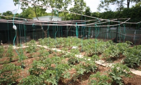 Doğa özlemi çekenler hasretlerini şehirde tarımla gideriyor