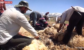 Muş ve Bingöl'de koyun kırkma mesaisi