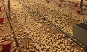 Bilecik'in eğitimli civcivleri