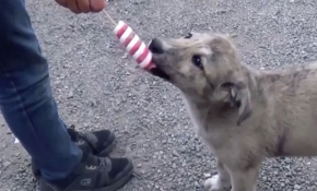 Ağrı'da bir çocuk dondurmasını köpek yavrusuyla paylaştı