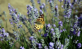 Edirne'nin mor tarlaları