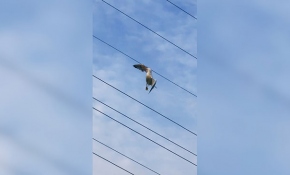 Kanadı elektrik tellerine takılan martı kurtarıldı