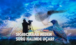 Sığırcık kuşları neden sürü halinde uçar?