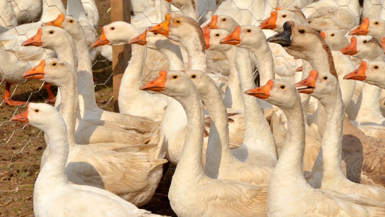İşe 15 kaz yavrusu alarak başlayan Orkin, işini büyütüp ekonomik kazanç sağlamak için Tarım ve Orman Bakanlığınca yürütülen "Genç Çiftçi" projesine başvurdu. 