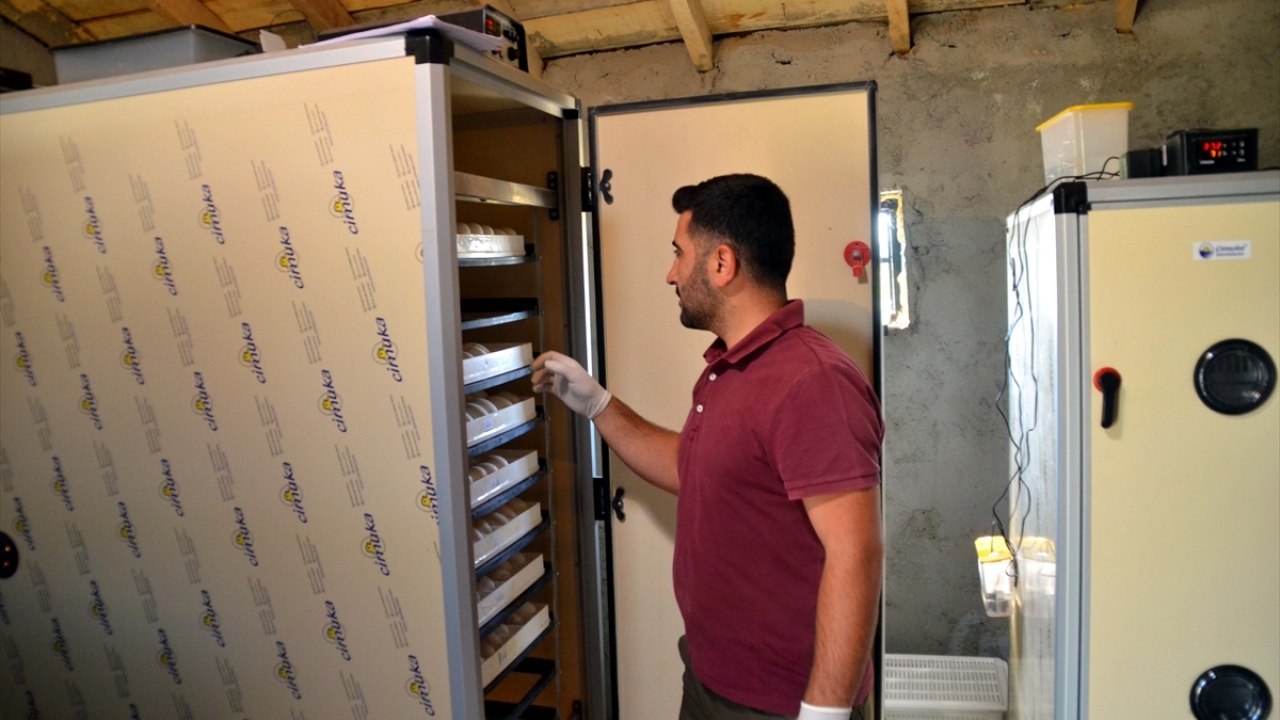 Bu kapsamda 30 bin lira hibe desteği alan Orkin, Şenova Mahallesi`ndeki evinin yanında 4 yıl önce kurduğu çiftliğe yerleştirdiği kuluçka makinesi ile kaz yetiştiriyor.  