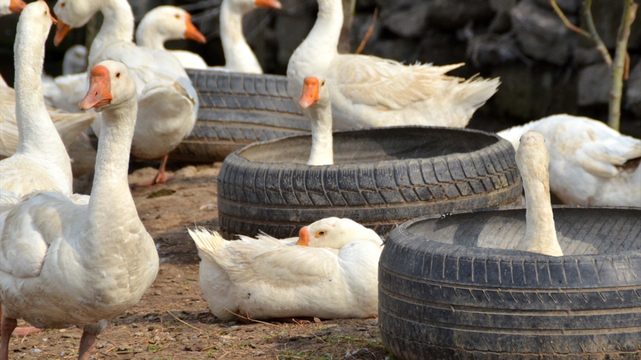 Yetiştirdiği kazları çevre illerin yanı sıra Irak`a da gönderen Orkin, entegre tesisi kurarak iş potansiyelini büyütmeyi hedefliyor. 