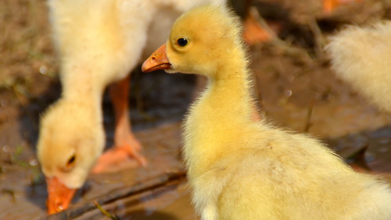 Orkin, yaptığı açıklamada, üniversitedeyken kanatlı hayvanlar üzerine araştırma yaptığını ve yaşadığı bölgenin kaz üreticiliğine uygun olduğunu fark ettiğini söyledi. 
