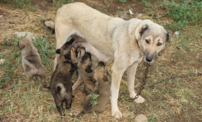 Yavru köpekleri selden kurtardı, suni teneffüsle hayata döndürdü