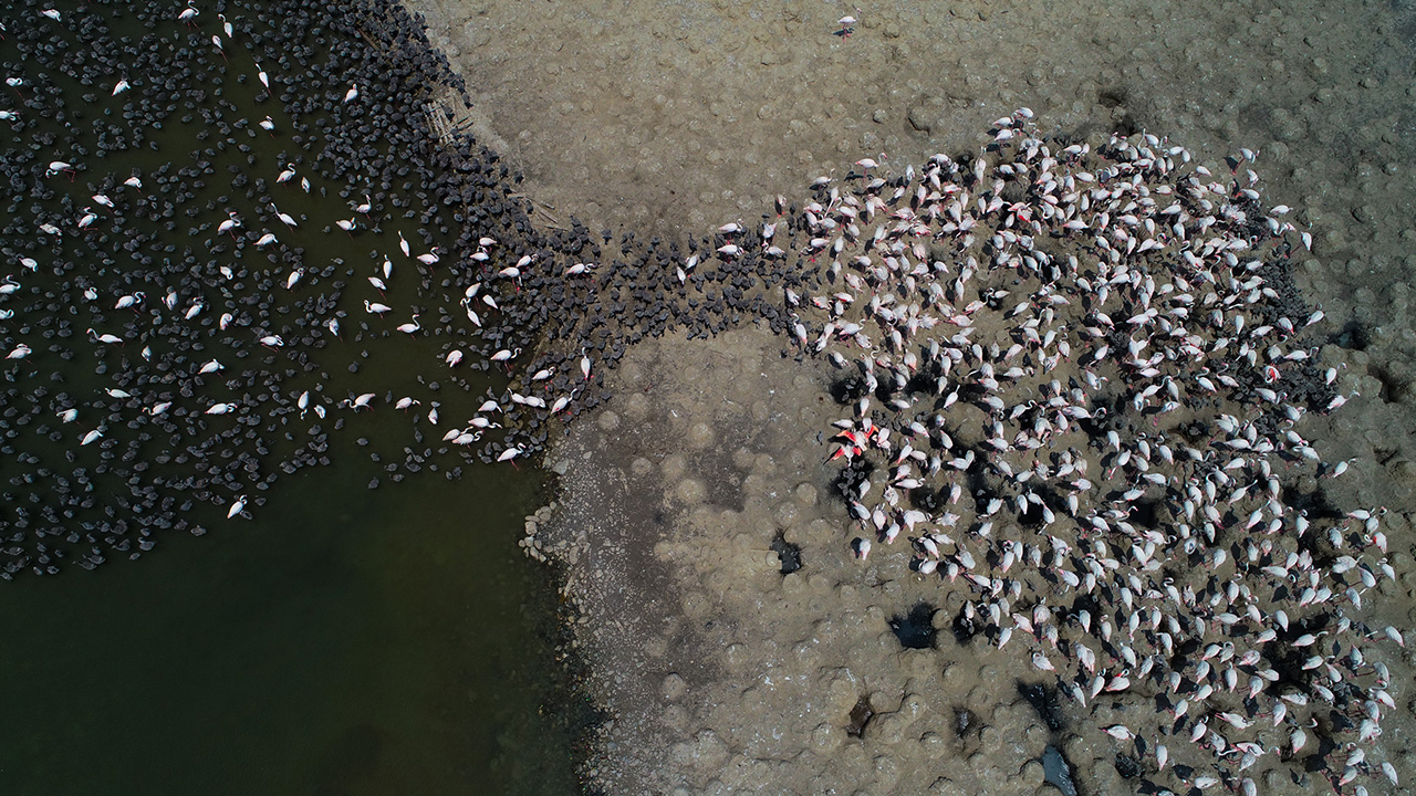 Allı turna olarak da bilinen flamingoların Türkiye`deki iki üreme sahasından biri olan Gediz Deltası`ndaki İzmir Kuş Cenneti`nde 2012 yılında oluşturulan 6,5 dönümlük yapay kuluçka adası, yılın en hareketli günlerini geçiriyor.