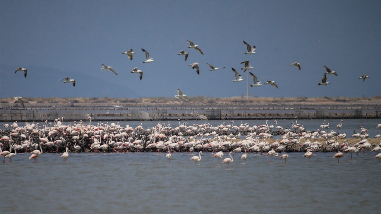 Dünyanın en büyükleri arasında gösterilen yapay adada 30 ila 32 günlük kuluçkayı tamamlayan 15 bini aşkın yavru, yumurtalarının kabuklarını kırarak hayata "Merhaba" dedi. 
