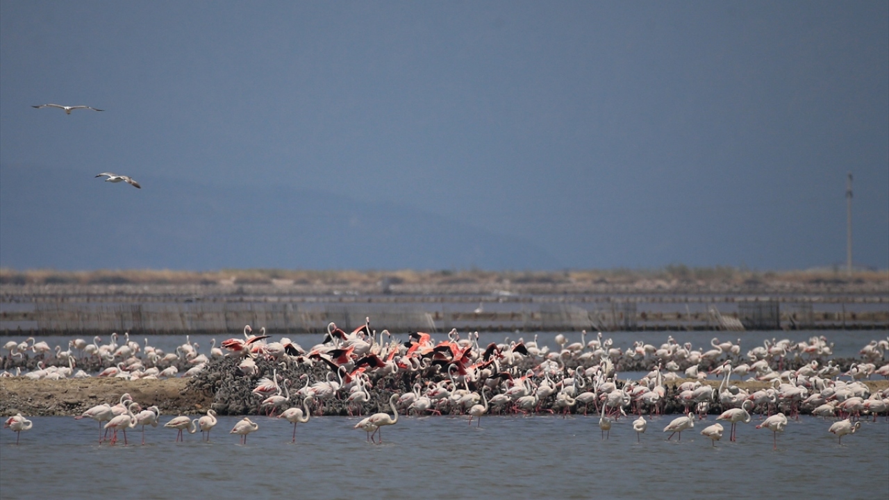 Kuluçka sürecinde yavrularına dönüşümlü olarak bakan flamingo çiftleri, yavrularını beslemek için yine birlikte mücadele veriyor.