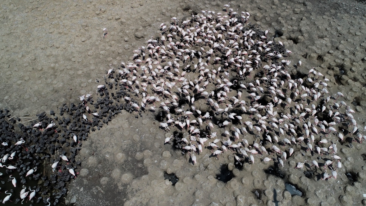 Doğa Koruma ve Milli Parklar Genel Müdürü Yusuf Kandazoğlu, yaptığı açıklamada, flamingolar için Türkiye`deki en önemli üreme sahalarından birine ev sahipliği yapan Gediz Deltası`nın özel bir öneme sahip olduğuna işaret etti.