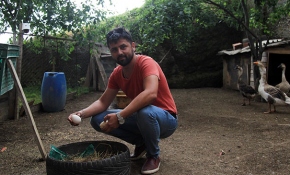 Yumurta hırsızı tilki çıktı