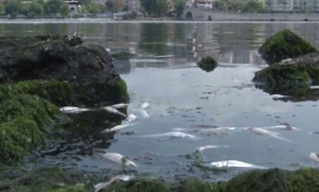 Küçükçekmece Gölü'nde binlerce balık kıyıya vurdu