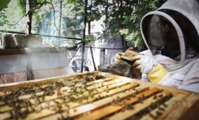 İstanbul’un merkezinde arıcılık yapıyor