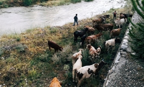 2 çocuk ve büyükbaş hayvanlar selde mahsur kaldı