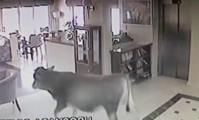 Sıcaktan bunalan inek soluğu otelin lobisinde aldı