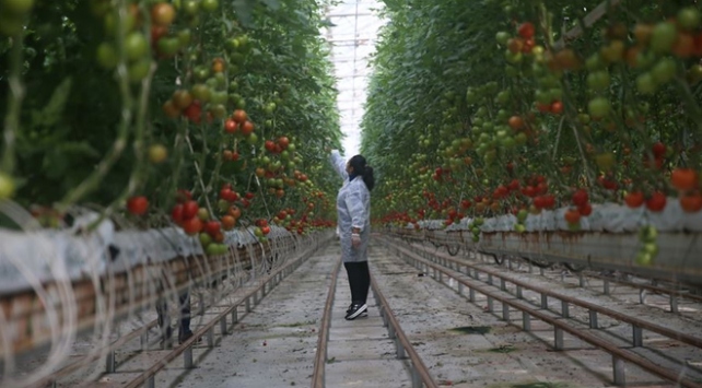 Seracılığa 150 milyon lirayı aşan teşvik