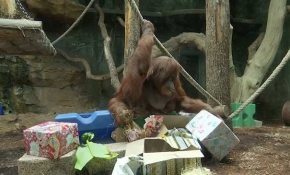 Paris'te orangutan Nenette için doğum günü partisi düzenlendi