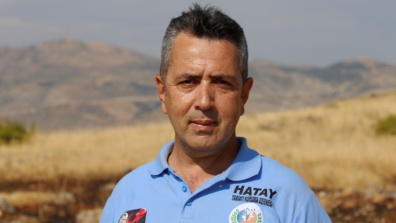 Hatay Tabiatı Koruma Derneği Başkanı Abdullah Öğünç, yaptığı açıklamada, bölgede tür tanımı ilk kez 2008 yılında yapılan dağ ceylanlarının her geçen yıl sayılarının artmasının sevindirici olduğunu söyledi.