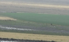 Çiftçiler yağmur yağarken tarlayı yağmurlama sistemiyle suladı