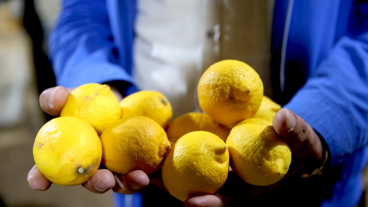 Limonun suyu çıktı! Uçuşa geçen fiyatlar ne zaman düşecek? Limon fiyatlarına depoda "çürüme" etkisi | TRT Haber Foto Galeri