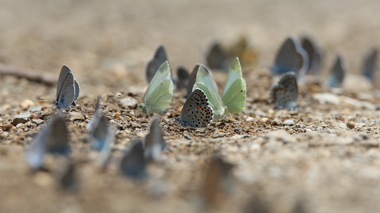 İklim özellikleri, zengin florası, yüksek rakımı ve eşsiz doğasıyla çok sayıda canlıya ev sahipliği yapan Van Gölü Havzası, birçok bitki çeşidinin bir arada bulunduğu doğada, yüzlerce kelebek türünü de barındırıyor.