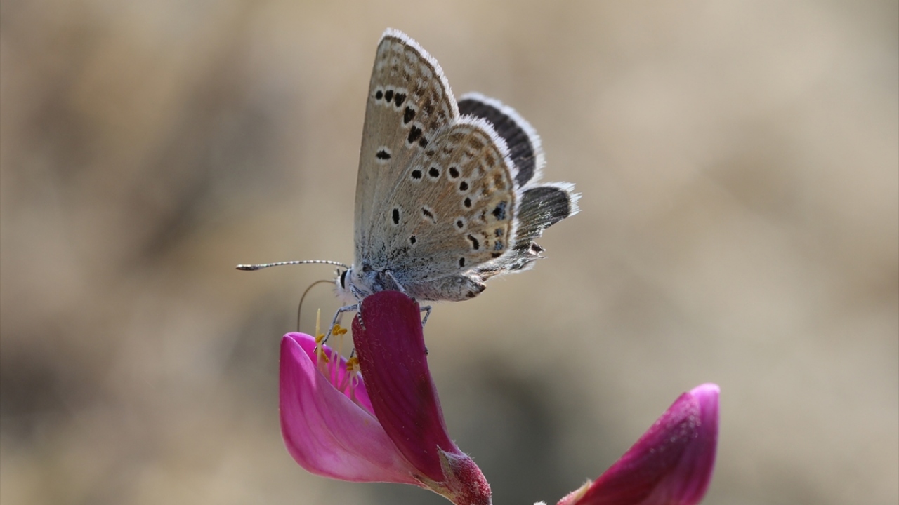 Sadece Van`da yaşayan kelebek türü"