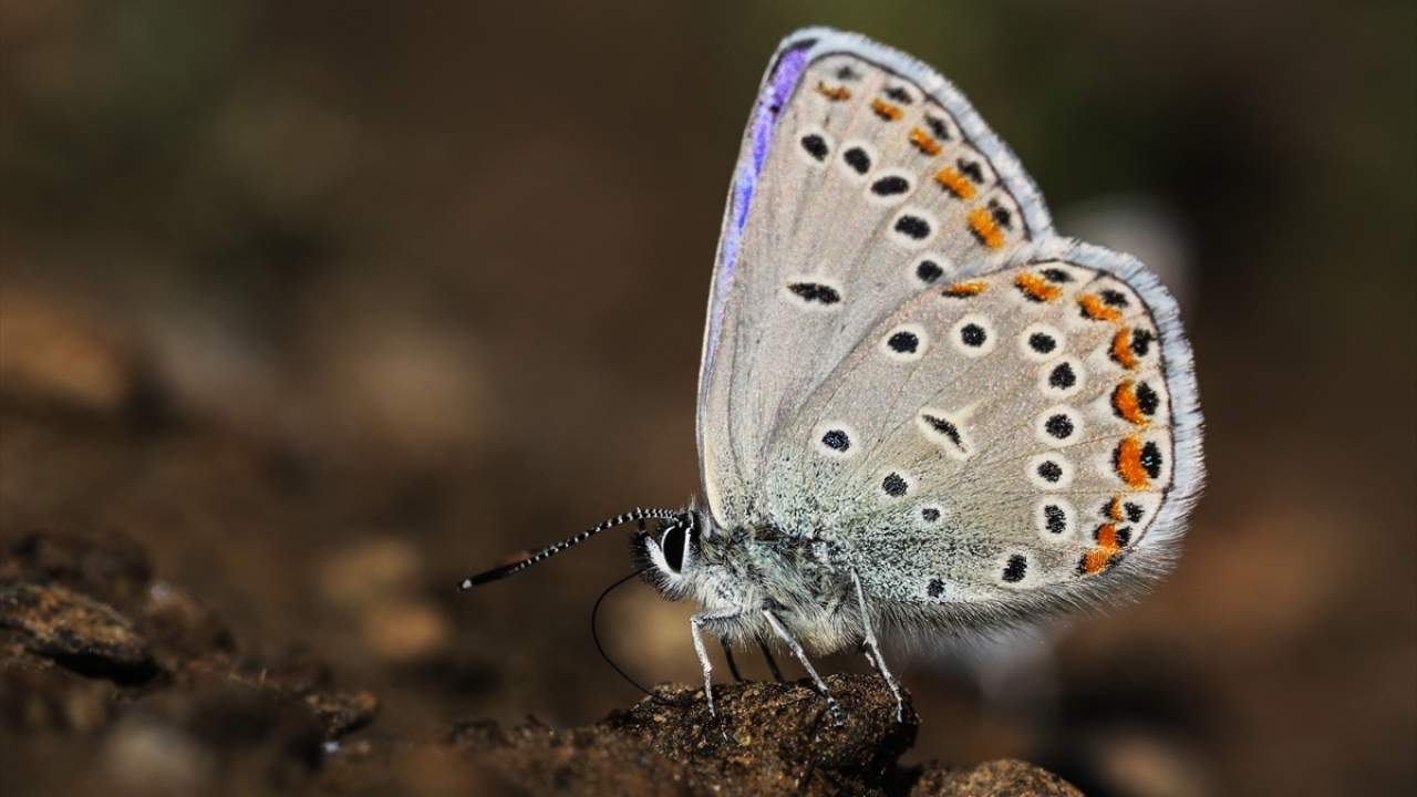 Türkiye`de tespit edilen 400 dolayında kelebek türünden 220`sine yaşam alanı sunan havza, nesli tükenme tehlikesiyle karşı karşıya olan endemik türlerle doğaseverlerin ilgisini çekiyor. 