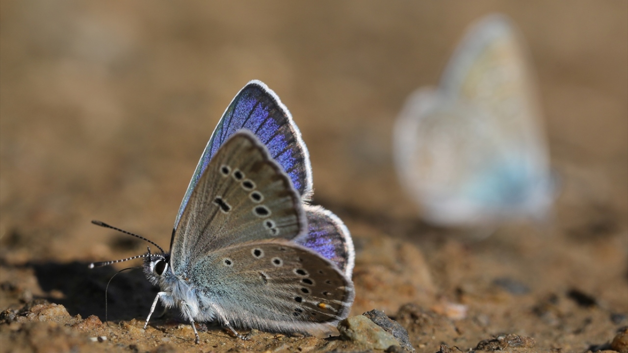 Kilometrelerce yol katedip geldikleri bölgede "Rose`nin Çokgözlüsü"nü görüntülemek için doğayı baştan başa tarayan gözlemciler, nadiren de olsa kelebeği görüntülemenin sevincini yaşadı.