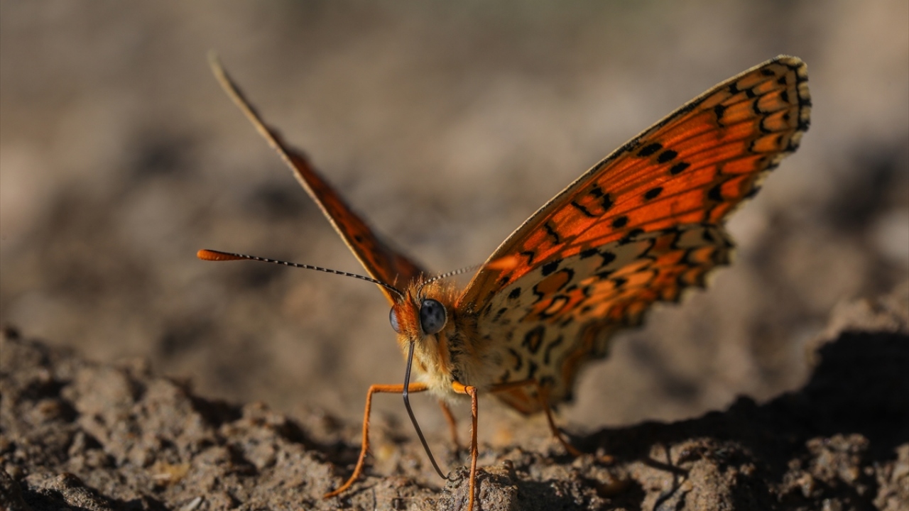 On yıldır kelebeklerle ilgili araştırma yapan ve "Rose`nin Çokgözlüsü"nü görüntülemek için İzmir`den gelen kelebek gözlemcisi Alperen Yayla da Türkiye`nin birçok yerinde kelebek türlerini kayıt altına almaya çalıştıklarını söyledi.