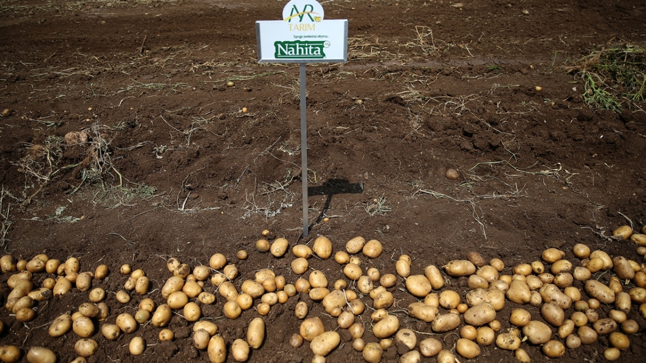 Hollanda merkezli bir tohumculuk firmasının üst yöneticisi Jan van Hoogen ise Türkiye`nin patates üretimi yapılan bir çok yerini gezdiğini, ilk kez geldiği Adana`daki verimin dikkatini çektiğini belirtti.