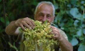 Türkiye’nin en büyük ıhlamur ormanlarında hasat zamanı