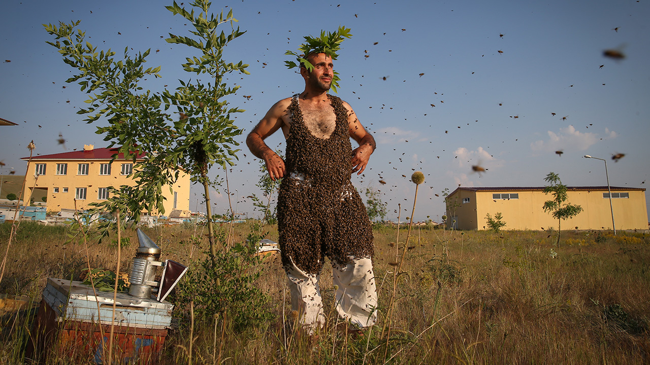 İnternette arıcılıkla ilgili araştırma yaparken Guinness`in "üzerine en çok arı toplama rekoru" hakkında bir yazıyla karşılaşan Semo, o günden beri bu hayalini gerçekleştirmek için denemeler yapıyor.