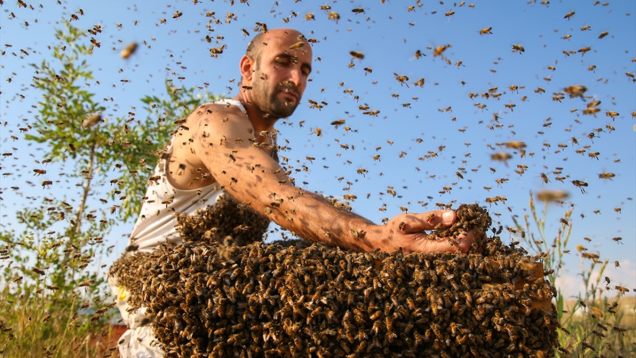 En son 2016 yılında ikinci denemesinde üzerine 6 kilogram arı toplayan Semo, üçüncü denemesinde bu rakamı 10 kilograma çıkardı. 