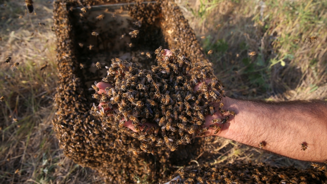 Geçen denemelerinin ardından kendisine "Arı Adam" adının takıldığını anlatan Semo, rekoru kırana kadar çalışmalarını sürdüreceğini ifade etti. 
