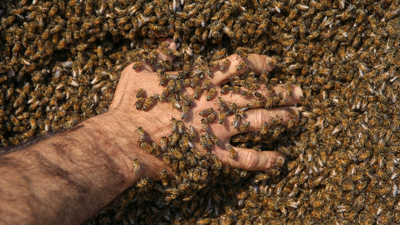 Semo, asıl amacının arıcılık mesleğine dikkati çekmek olduğunu vurgulayarak, "Çünkü organik bal üretmemize rağmen piyasadaki sahte balcılar yüzünden bütün emeğimiz boşa gidiyor. Vatandaşlardan ricamız balı direkt üreticiden alsın." diye konuştu. 