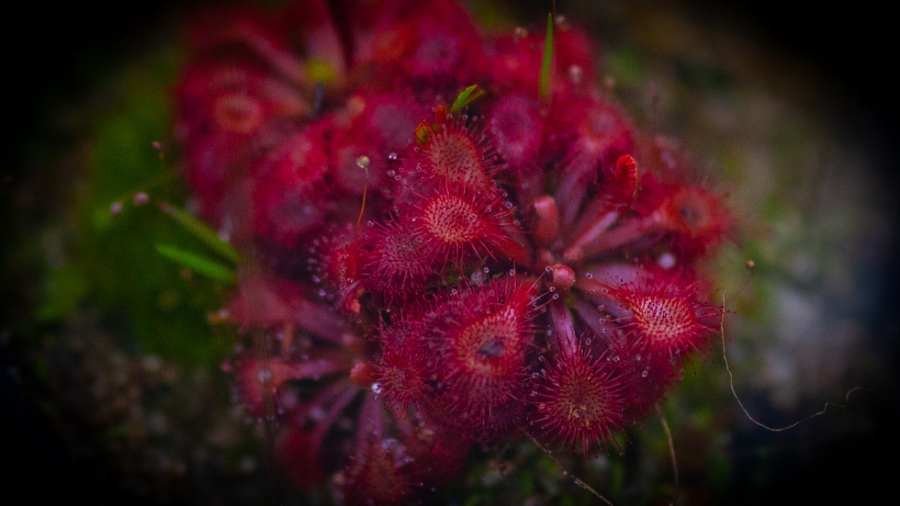 Bogota`daki Botanik Bahçesi`nde birbirinden farklı bitki türleri var. 